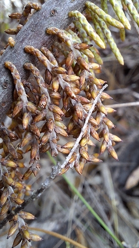 Image of Acrotriche depressa by no rights reserved