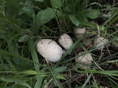 Coprinopsis variegata