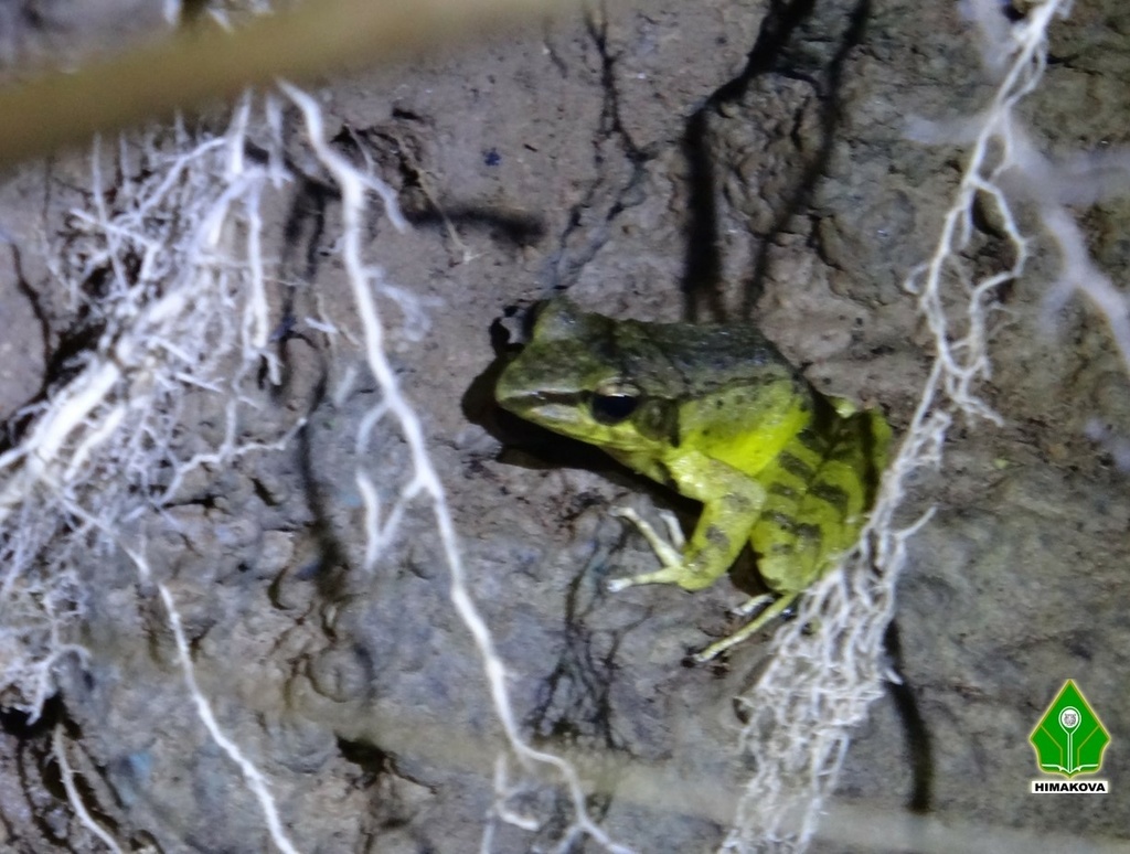 Lesser Sundas Frog (Papurana elberti)