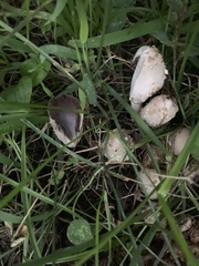 Coprinopsis variegata