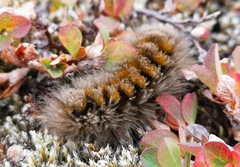 Gynaephora groenlandica