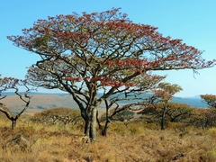 Brachystegia spiciformis