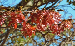 Brachystegia spiciformis