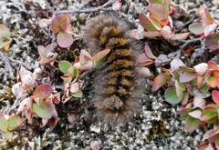 Gynaephora groenlandica