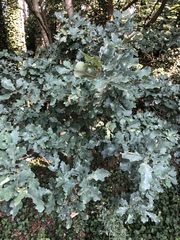 Quercus robur