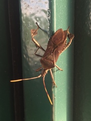 Leptoglossus oppositus