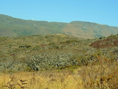 Brachystegia spiciformis