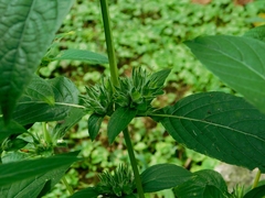 Triosteum