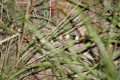 Micruroides euryxanthus