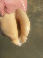 Macrostrombus costatus