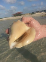 Macrostrombus costatus