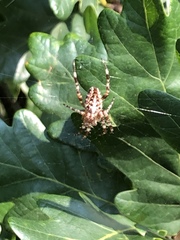 Araneus diadematus