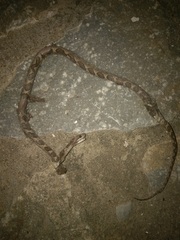 Leptodeira ashmeadii