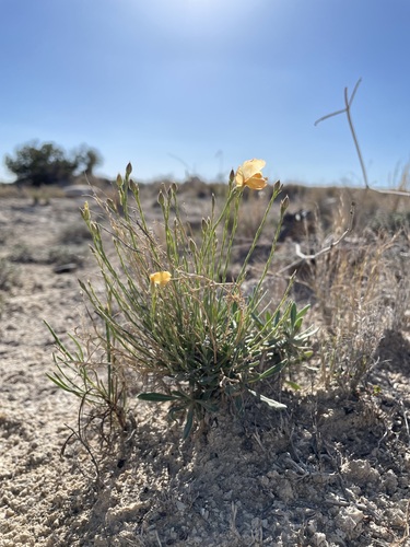 Allred's flax (Linum allredii)
