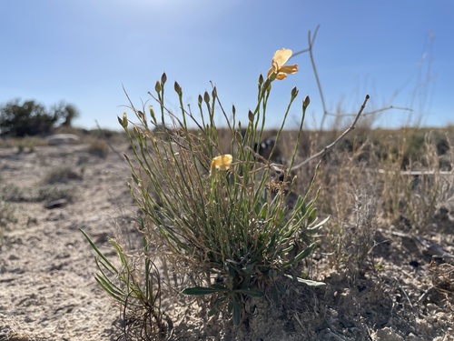 Image of Linum allredii by (c) Martin Purdy, some rights reserved (CC BY)