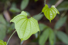 Dioscorea sansibarensis
