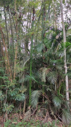 Image of Bambusa vulgaris by (c) karla daniel de faria, some rights reserved (CC BY-SA)