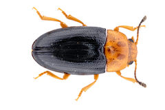 Triplax thoracica
