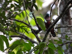 Eurylaimus javanicus