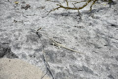 Microlophus occipitalis