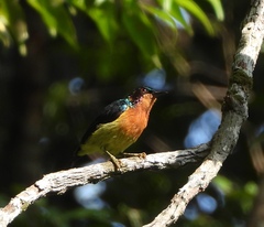 Chalcoparia singalensis