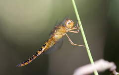 Hydrobasileus croceus