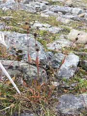 Luzula multiflora frigida