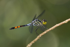Agrionoptera sexlineata
