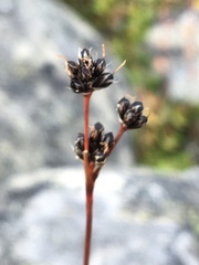 Luzula multiflora frigida