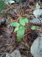 Endodeca serpentaria