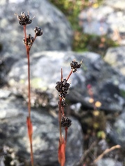 Luzula multiflora frigida