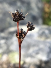 Luzula multiflora frigida