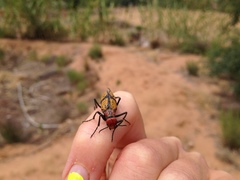 Tegrodera aloga