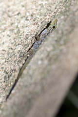 Cnemaspis peninsularis
