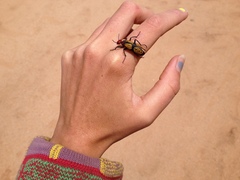 Tegrodera aloga