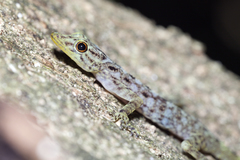 Cnemaspis peninsularis