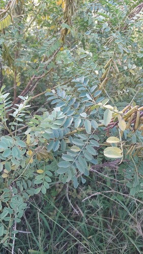 Indigofera arrecta observed 2025-04-28