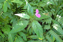 Dicliptera tinctoria