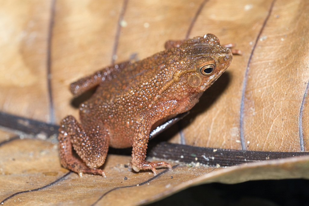 Four-Ridged Toad