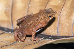 Ingerophrynus quadriporcatus