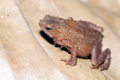 Ingerophrynus quadriporcatus