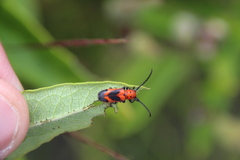 Tetraopes melanurus