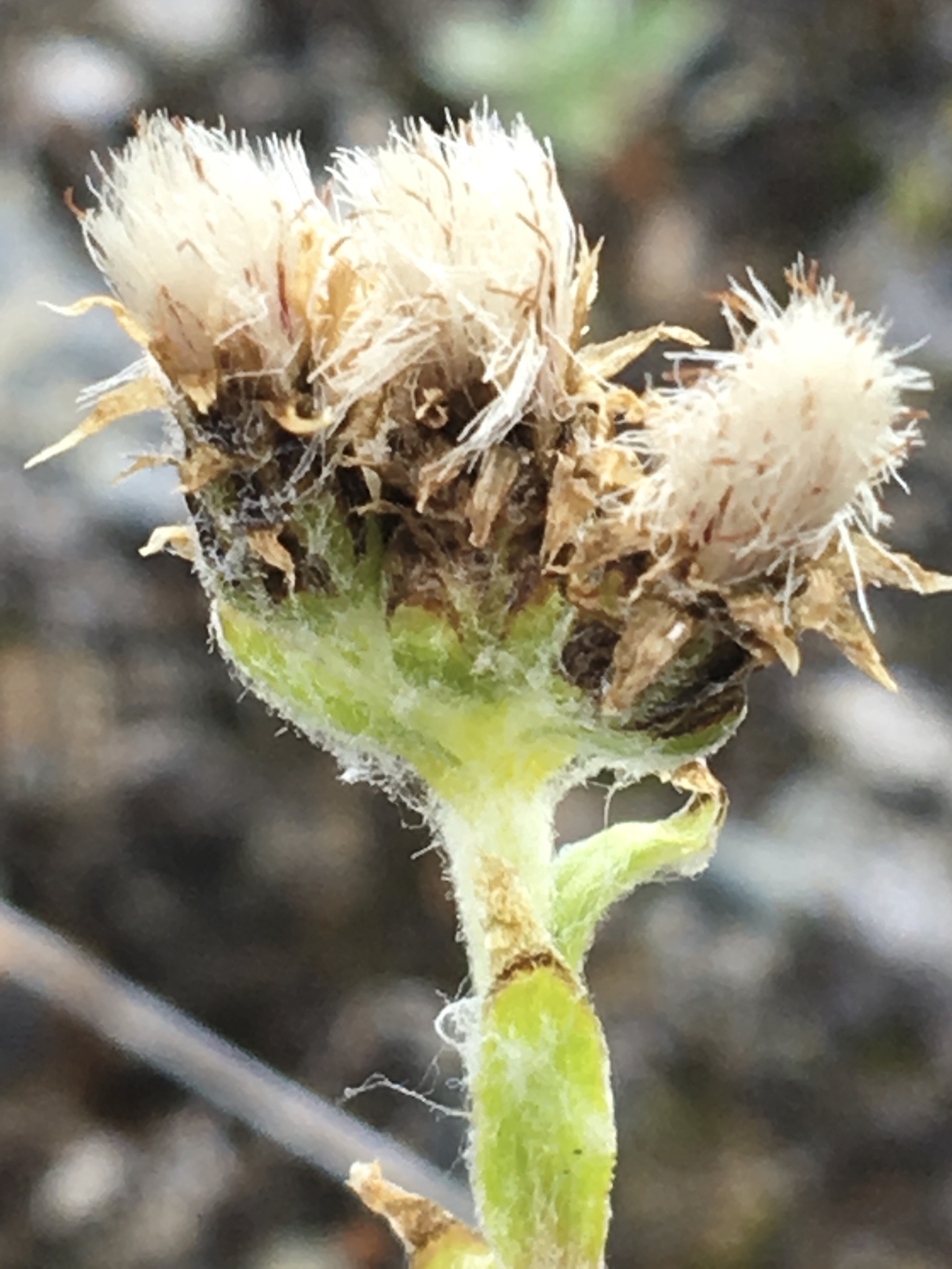 Antennaria alpina