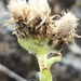 Antennaria alpina - Photo (c) Keith W. Larson, algunos derechos reservados (CC BY-NC), subido por Keith W. Larson