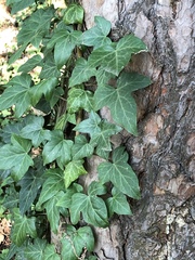 Hedera helix