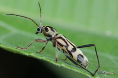 Chlorophorus annularis