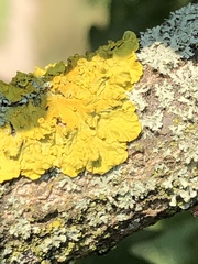 Xanthoria parietina