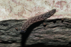 Tenthredo ferruginea
