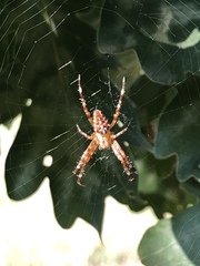 Araneus diadematus