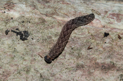Tenthredo ferruginea
